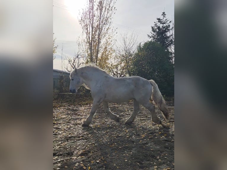 Percheron Stallion 14 years 17,2 hh Grey in Montmirail