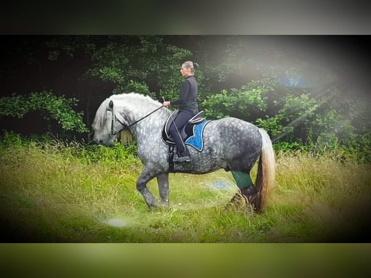 Percheron Stallion 14 years 17,2 hh Grey in Montmirail