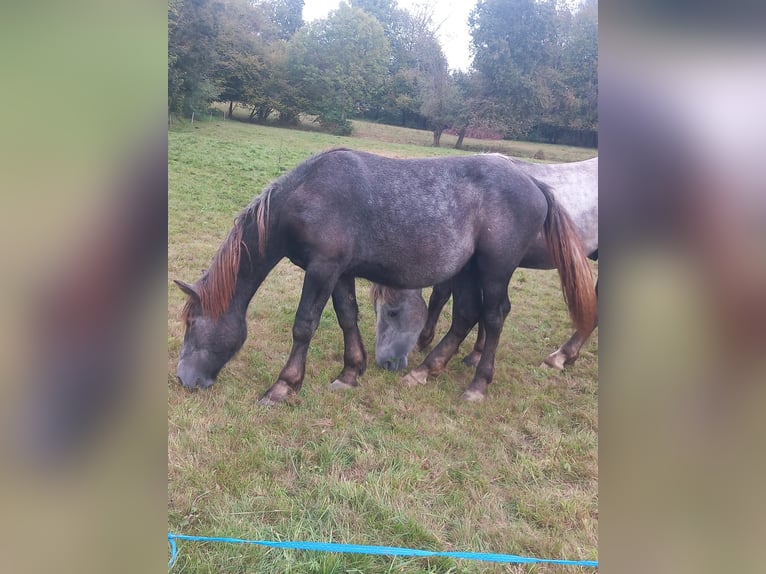 Percheron Stallion 1 year 14,2 hh Grey in Biella