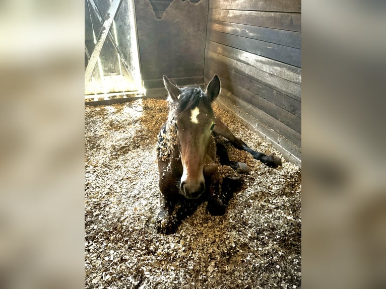 Percheron Stallion 1 year 15 hh Bay in Conway