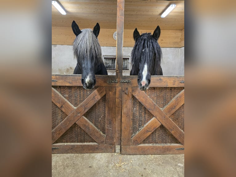 Percheron Stallion 3 years 16,1 hh Black in Umeå