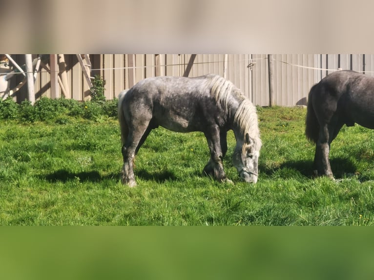 Percheron Stallion 3 years 17,1 hh in Bernau am Chiemsee