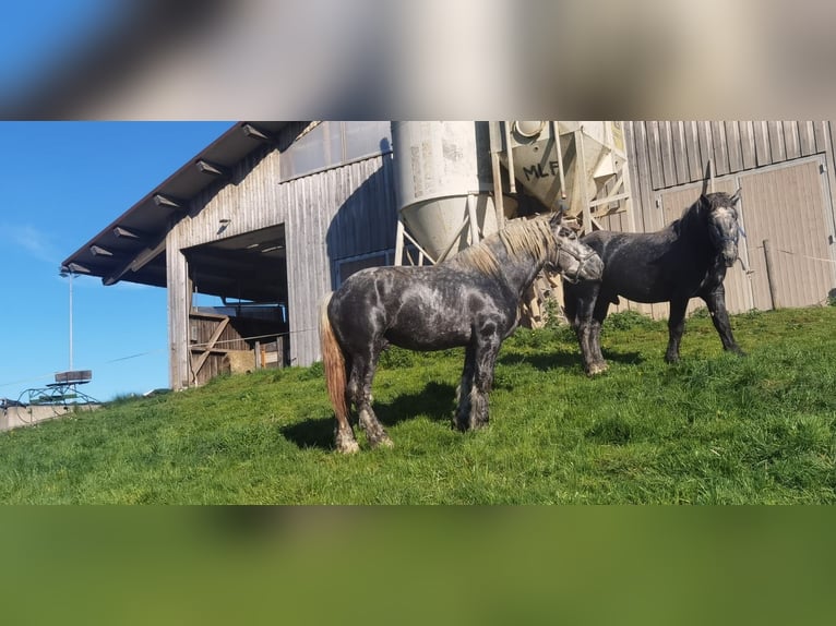 Percheron Stallion 3 years 17,1 hh in Bernau am Chiemsee