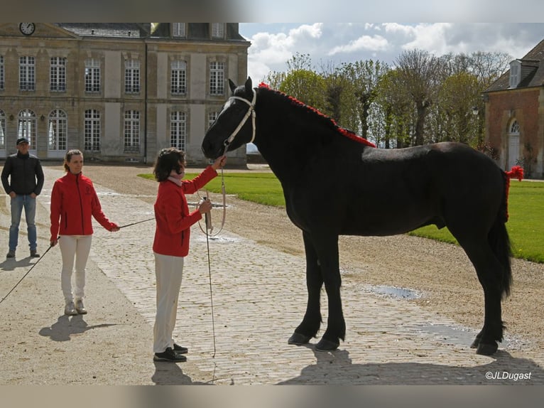 Percheron Stallion 3 years 17,2 hh Black in Normandel