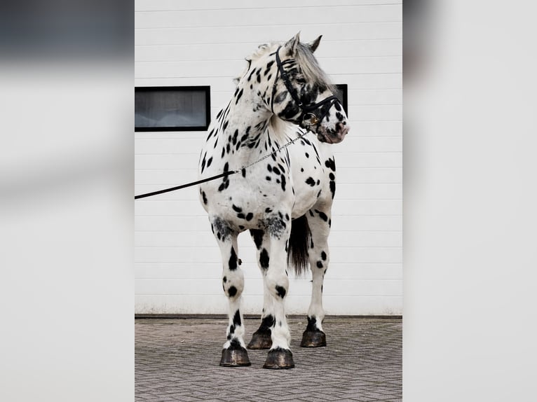 Percheron Stallion 5 years 16,1 hh Leopard-Piebald in Someren