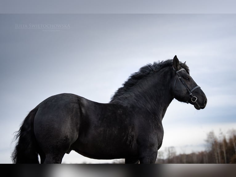 Percheron Stallion 6 years 17,2 hh Black in Kęty