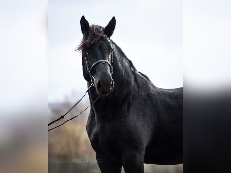 Percheron Stallion 6 years 17,2 hh Black in Kęty