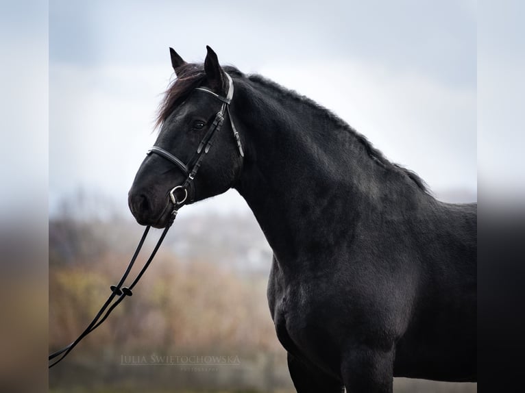 Percheron Stallion 6 years 17,2 hh Black in Kęty