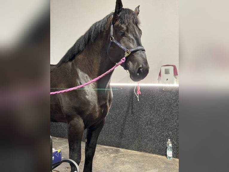 Percheron Stallion 6 years Black in Warsaw