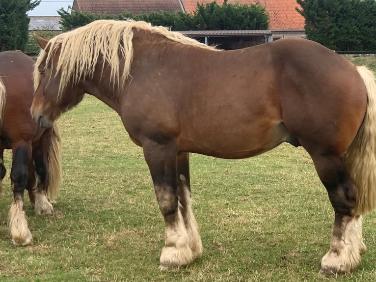 Percheron Stallion  in Ruiselede