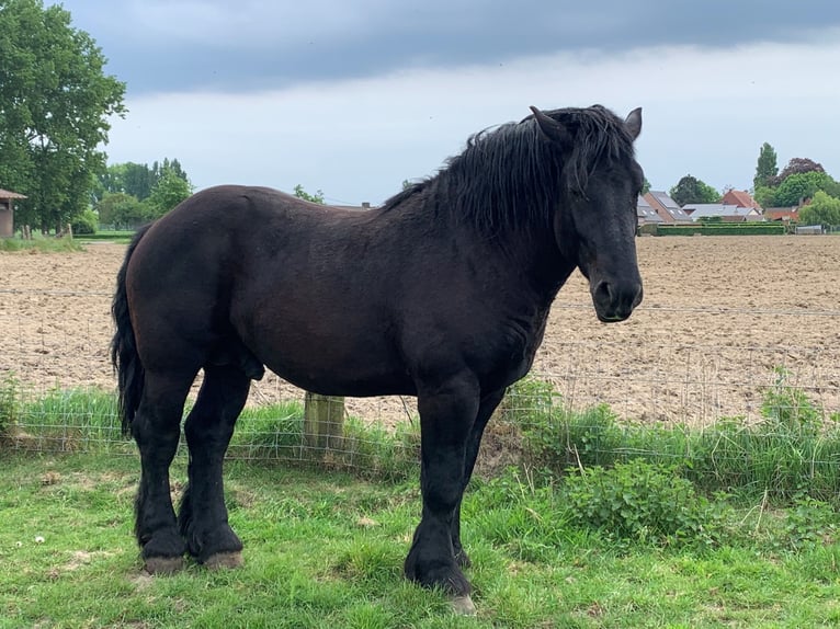 Percheron Stallion  in Ruiselede