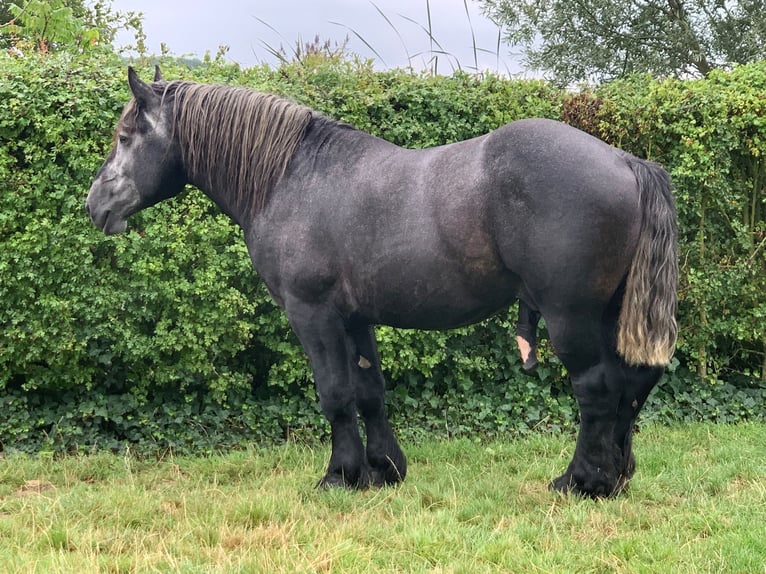 Percheron Stallion  in Ruiselede
