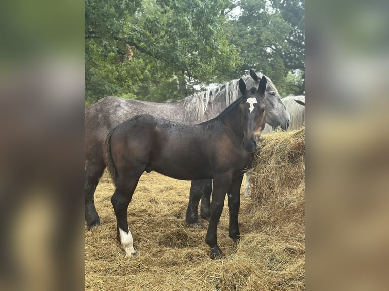 Percheron Stallion Foal (03/2025) 14,1 hh Black in Teilhet