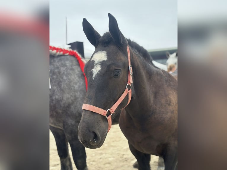 Percheron Stallion Foal (03/2025) 14,1 hh Black in Teilhet
