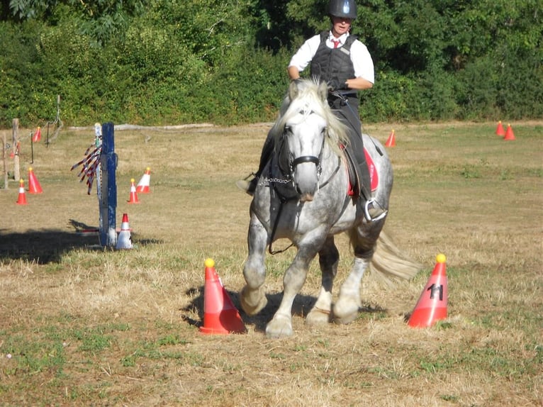 Percheron Stallion Grey in DINSAC Percheron Stallion Grey in DINSAC
