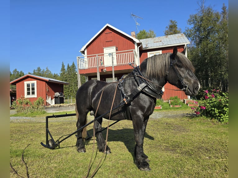 Percheron Stallone 3 Anni 167 cm Morello in Umeå