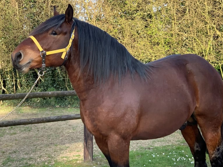 Percheron Stallone  in Ruiselede