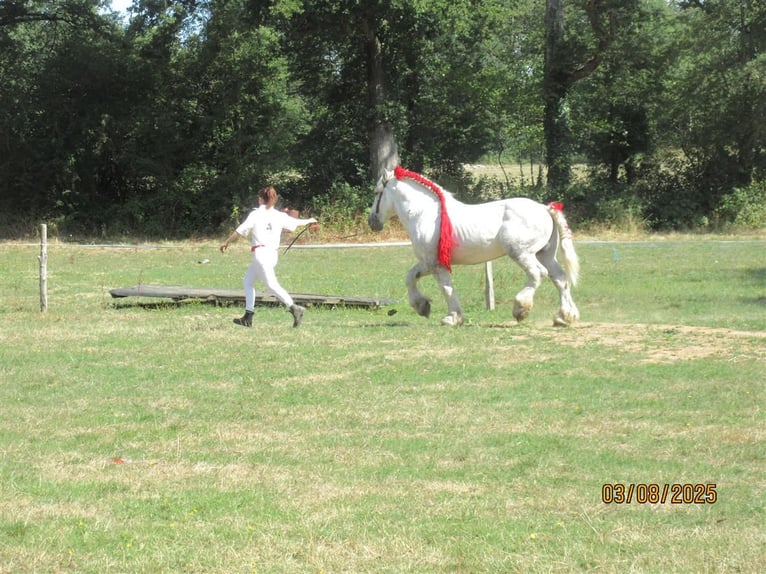 Percheron Stallone Grigio in DINSAC Percheron Stallone Grigio in DINSAC