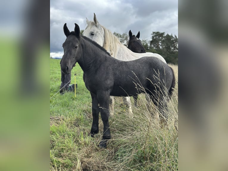 Percheron Stallone Puledri (05/2025) 142 cm Grigio in Teilhet