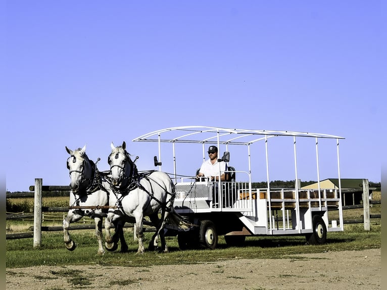 Percheron Sto 13 år 170 cm Grå in Nevis, MN