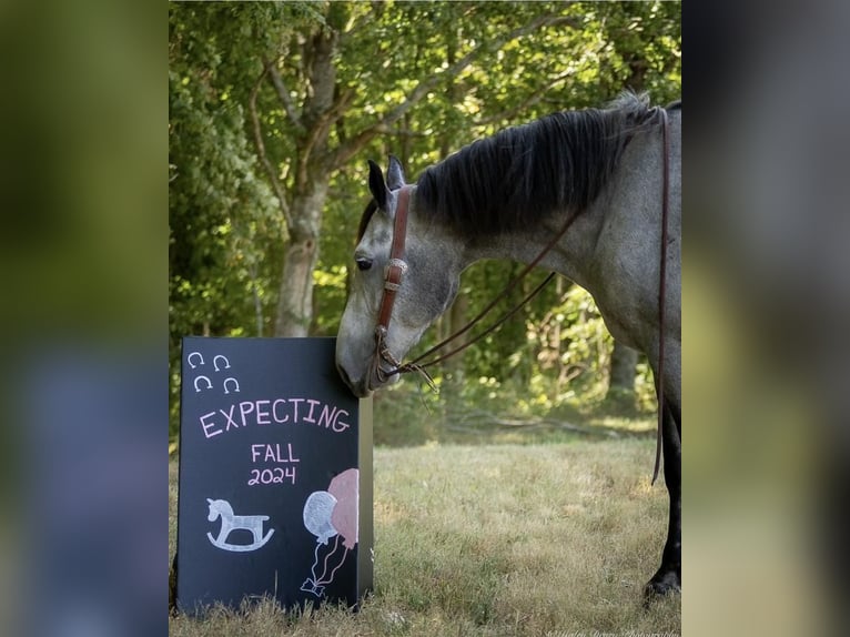 Percheron Blandning Sto 7 år 165 cm Konstantskimmel in Auburn, KY