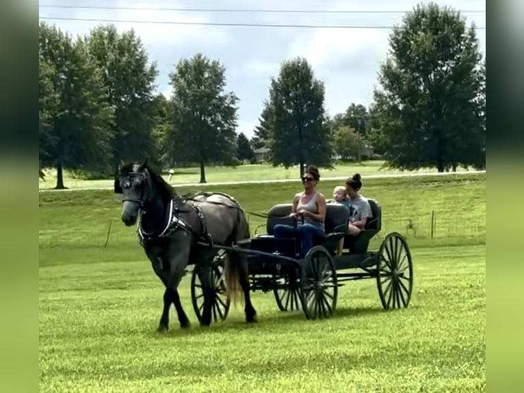 Percheron Blandning Sto 7 år 165 cm Konstantskimmel in Auburn, KY