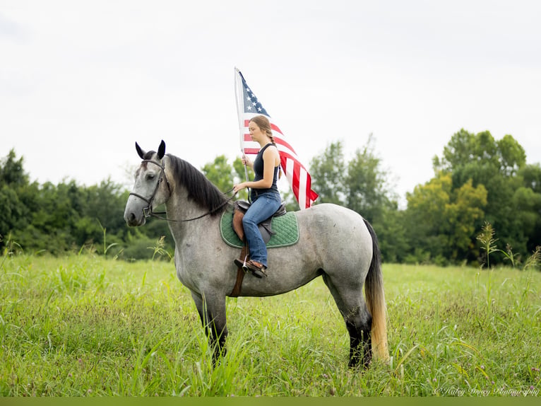 Percheron Blandning Sto 7 år 165 cm Konstantskimmel in Auburn, KY