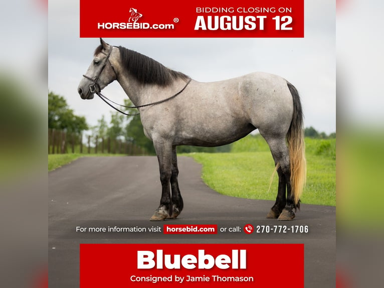 Percheron Blandning Sto 7 år 165 cm Konstantskimmel in Auburn, KY