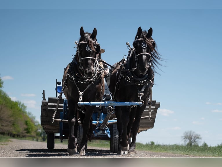 Percheron Blandning Sto 8 år 168 cm Svart in Grand Island