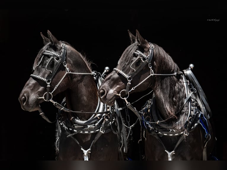 Percheron Blandning Sto 8 år 168 cm Svart in Grand Island