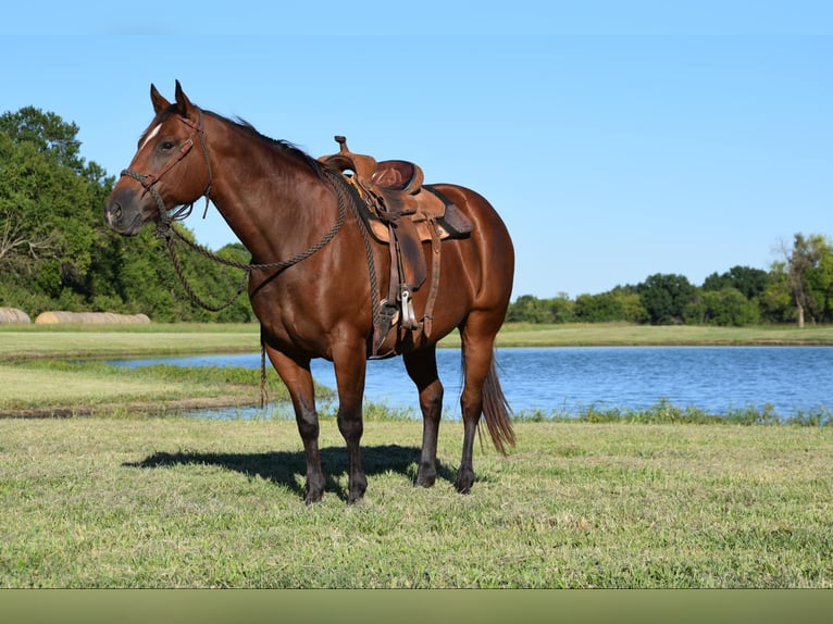 Percheron Stute 11 Jahre 170 cm in Guthrie OK
