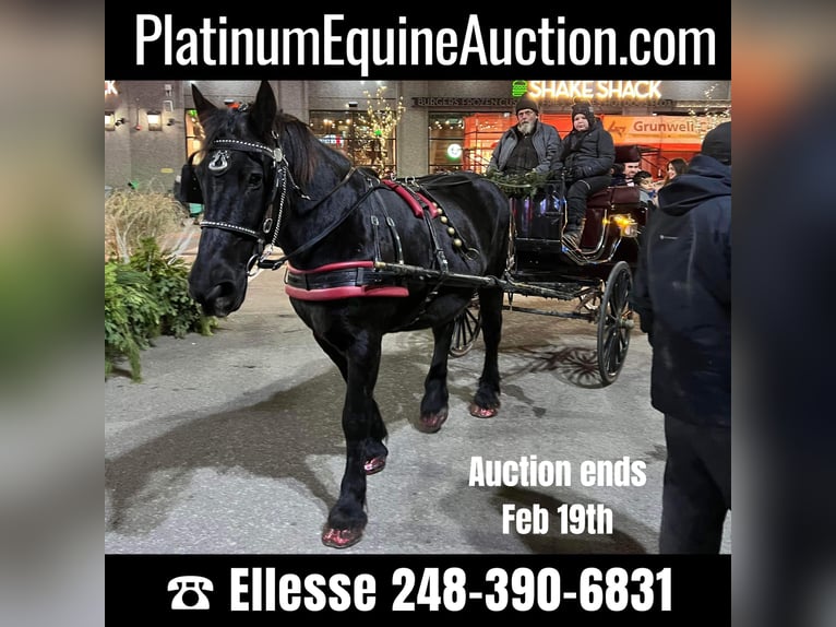 Percheron Stute 18 Jahre Rappe in Highland MI