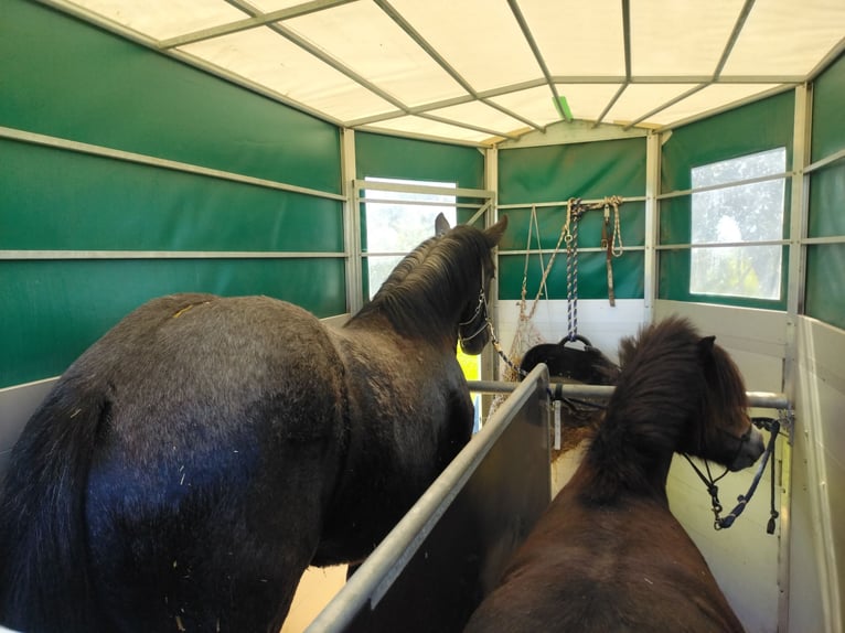 Percheron Stute 2 Jahre 175 cm in Waren Müritz