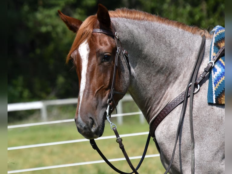 Percheron Mix Stute 3 Jahre 163 cm Roan-Red in Camden Wyoming