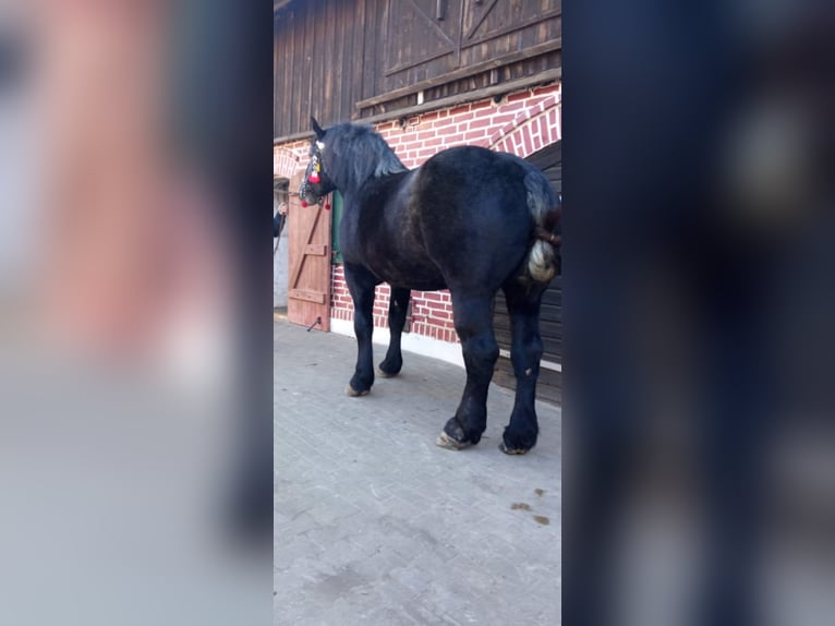Percheron Stute 3 Jahre 180 cm Schimmel in Podleśna