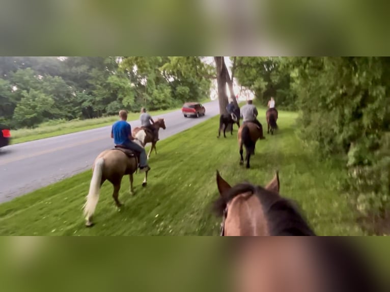 Percheron Mix Stute 4 Jahre 157 cm Palomino in Gap