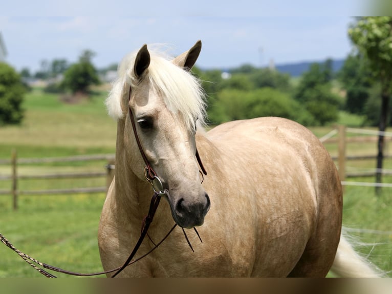 Percheron Mix Stute 4 Jahre 157 cm Palomino in Gap