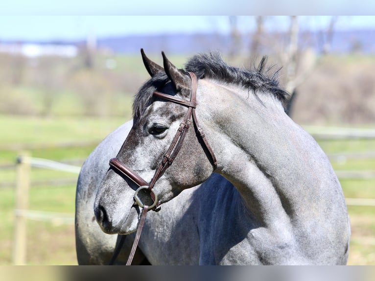 Percheron Mix Stute 4 Jahre 157 cm Schimmel in Gap