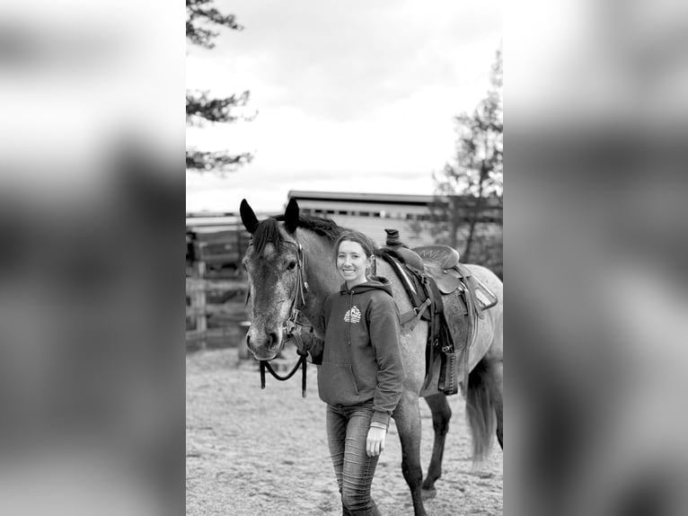 Percheron Mix Stute 4 Jahre 157 cm Schimmel in Gap