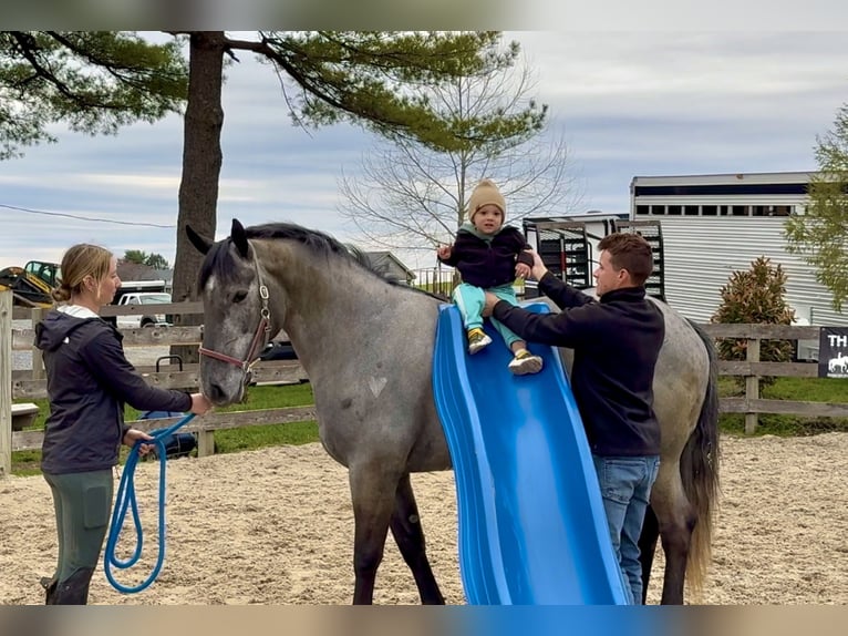 Percheron Mix Stute 4 Jahre 157 cm Schimmel in Gap
