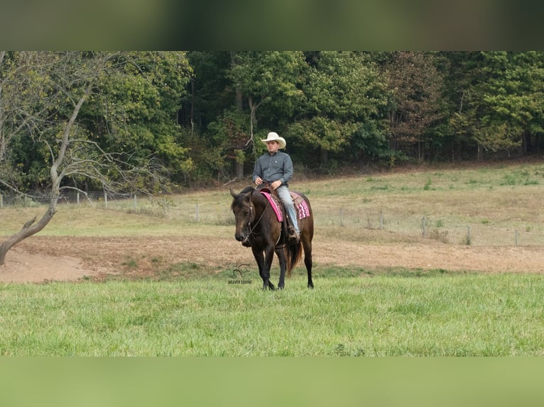Percheron Mix Stute 4 Jahre 160 cm Buckskin in Fredericksburg