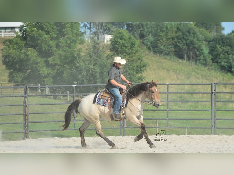 Percheron Mix Stute 4 Jahre 160 cm Roan-Bay in Fredericksburg