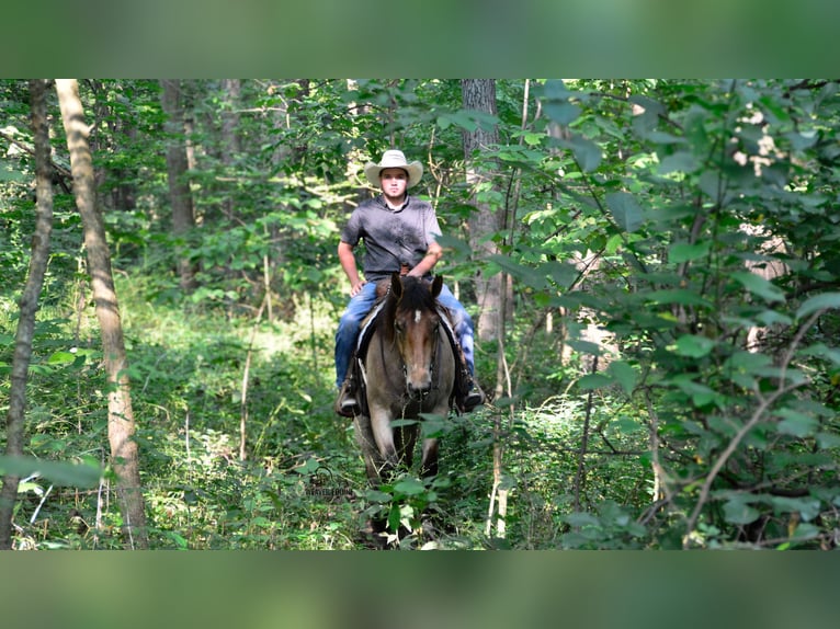 Percheron Mix Stute 4 Jahre 160 cm Roan-Bay in Fredericksburg