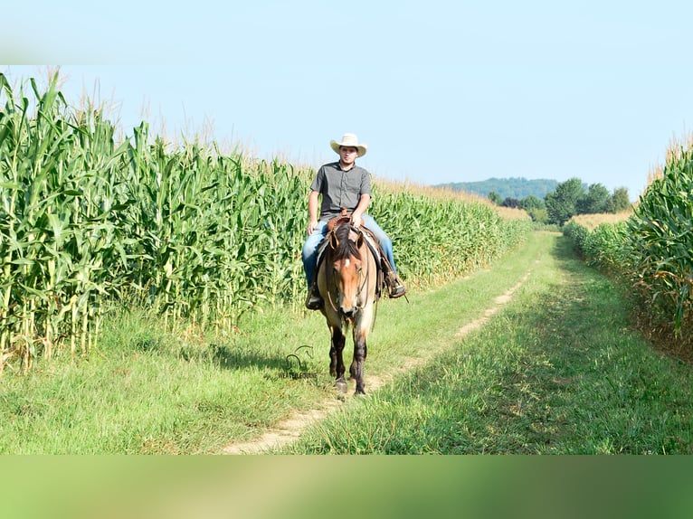 Percheron Mix Stute 4 Jahre 160 cm Roan-Bay in Fredericksburg