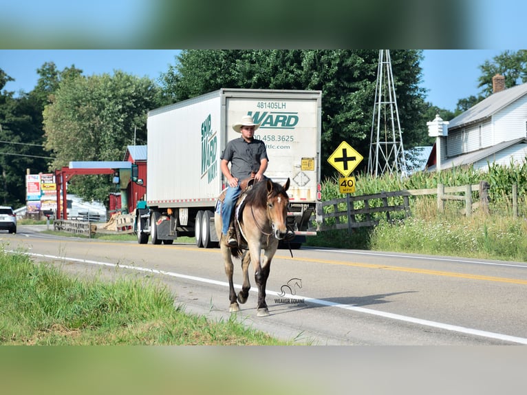 Percheron Mix Stute 4 Jahre 160 cm Roan-Bay in Fredericksburg