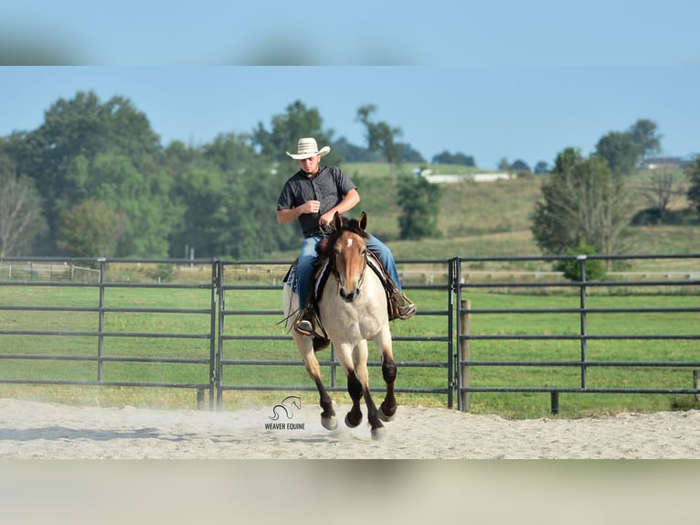 Percheron Mix Stute 4 Jahre 160 cm Roan-Bay in Fredericksburg