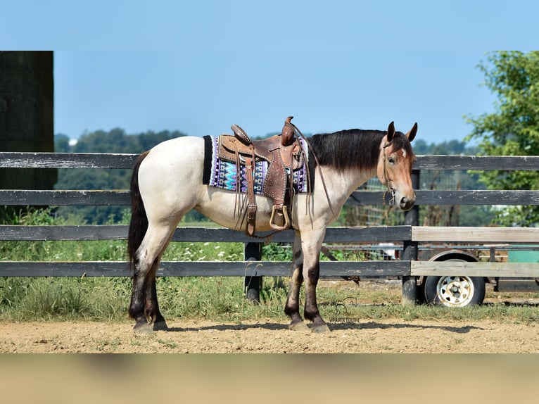 Percheron Mix Stute 4 Jahre 160 cm Roan-Bay in Fredericksburg