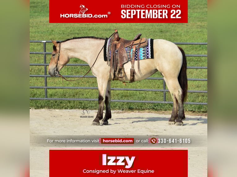 Percheron Mix Stute 4 Jahre 160 cm Roan-Bay in Fredericksburg