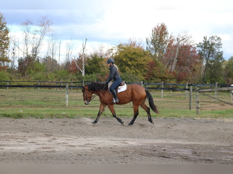 Percheron Mix Stute 4 Jahre 163 cm Rotbrauner in Perkasie