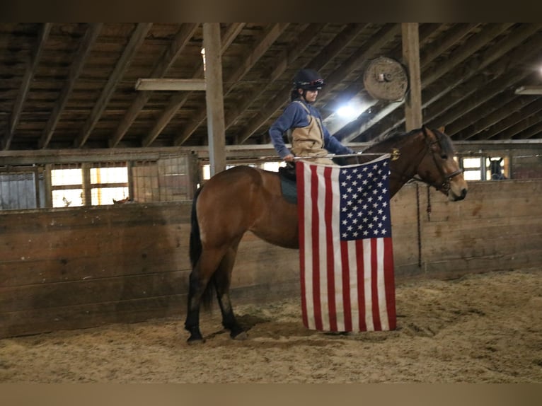 Percheron Mix Stute 4 Jahre 163 cm Rotbrauner in Perkasie